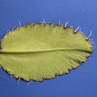 Kalanchoe pinnata (Lam.) Pers.